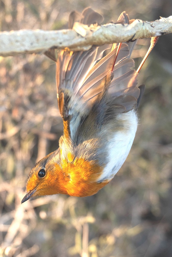 Republic of Cyprus: Report # 4 from the Autumn Bird Protection C